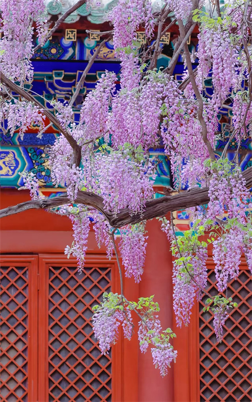 古建前的紫藤花(图2)