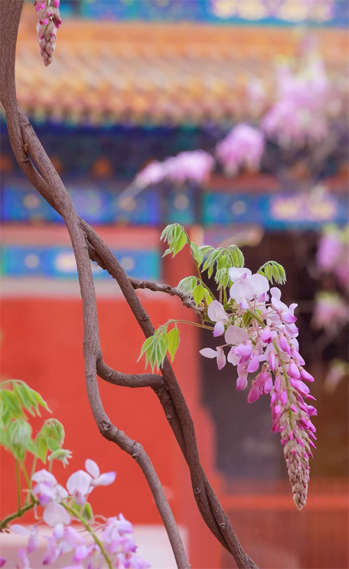 古建前的紫藤花(图4)