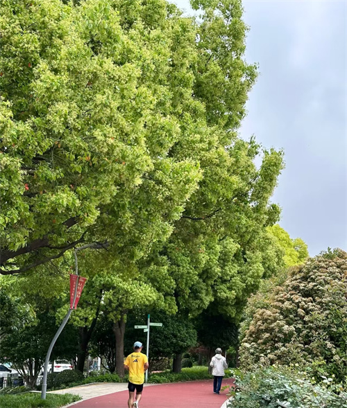 春日晨景乐康途(图2)
