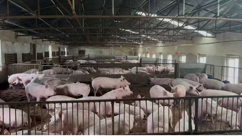 解码吉林省厚德经贸有限公司种猪场的“无抗密码”(图4) 解码吉林省厚德经贸有限公司种猪场的“无抗密码”(图4)