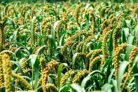 今日推荐山西大同新荣小杂粮之小米(图1) 今日推荐山西大同新荣小杂粮之小米(图1)