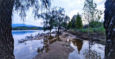 《水湄柳的二重影》(图1)