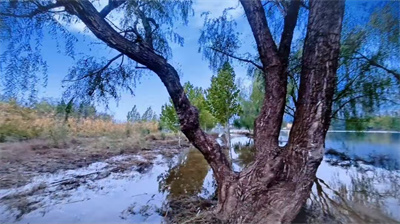 《水湄柳的二重影》(图2)