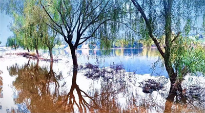 《水湄柳的二重影》(图4)